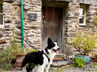 Border Collie dogs Male Border Collie 4 years - Advert 1