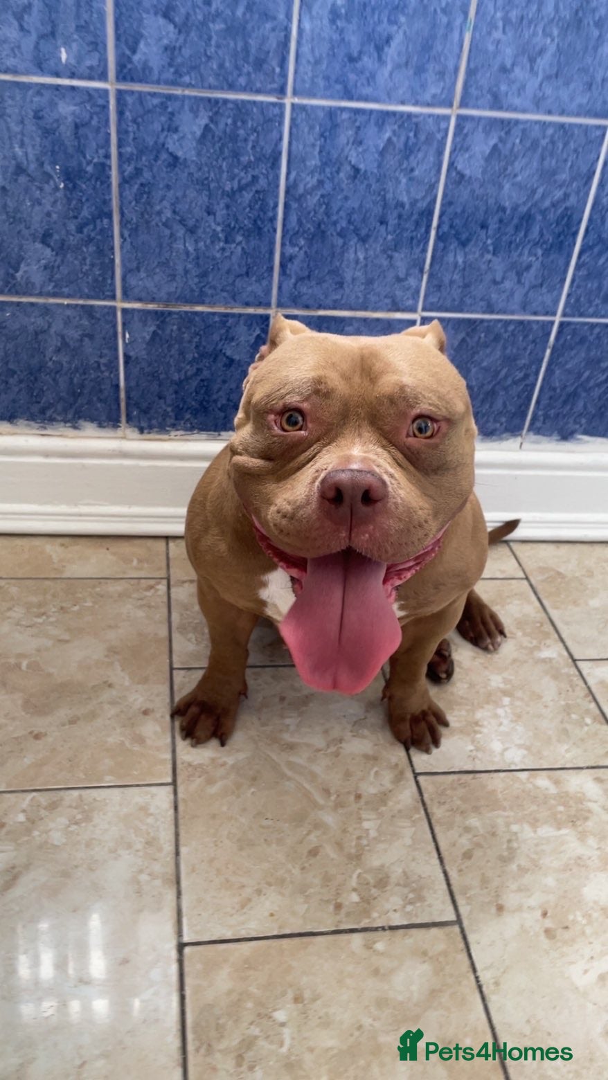 American Bully dogs TIA POCKET BULLY - Advert 8