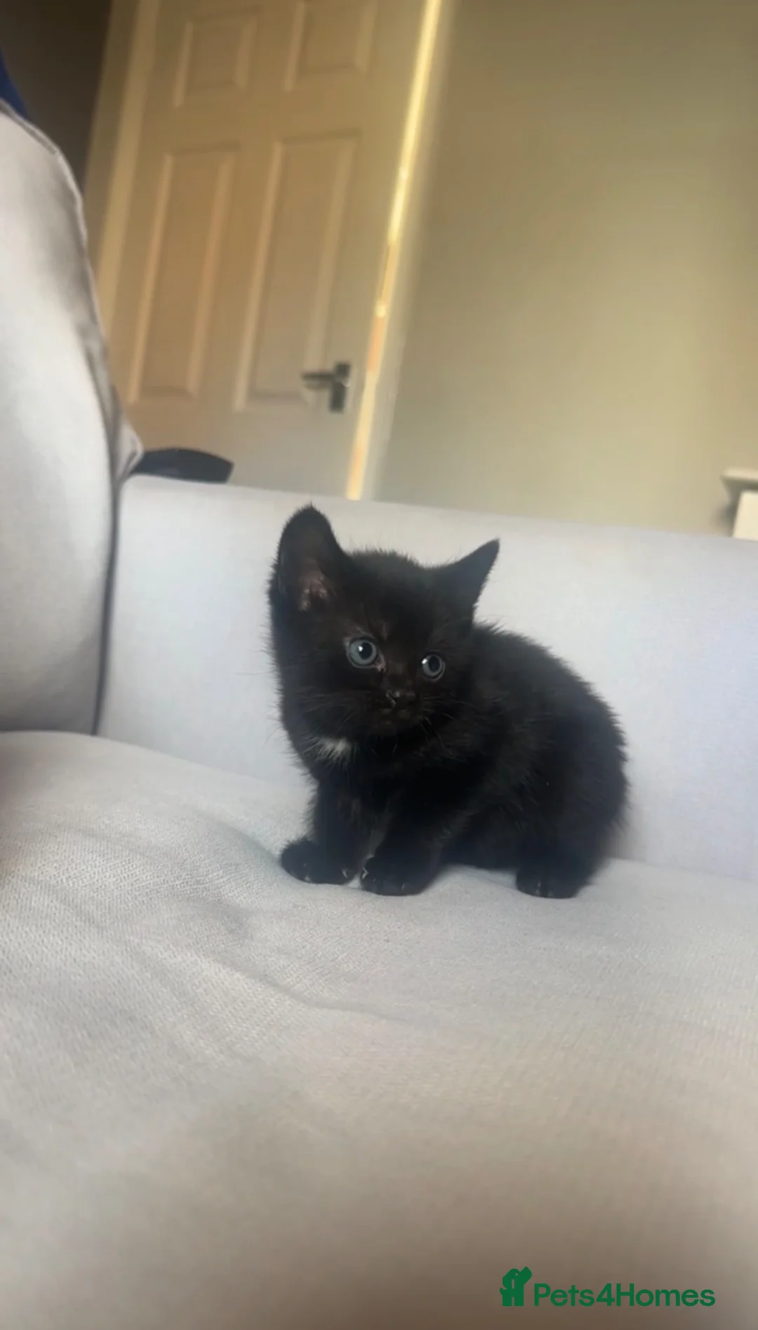 Bombay cats for sale: Beautiful girl kitten for sale  - Advert 2