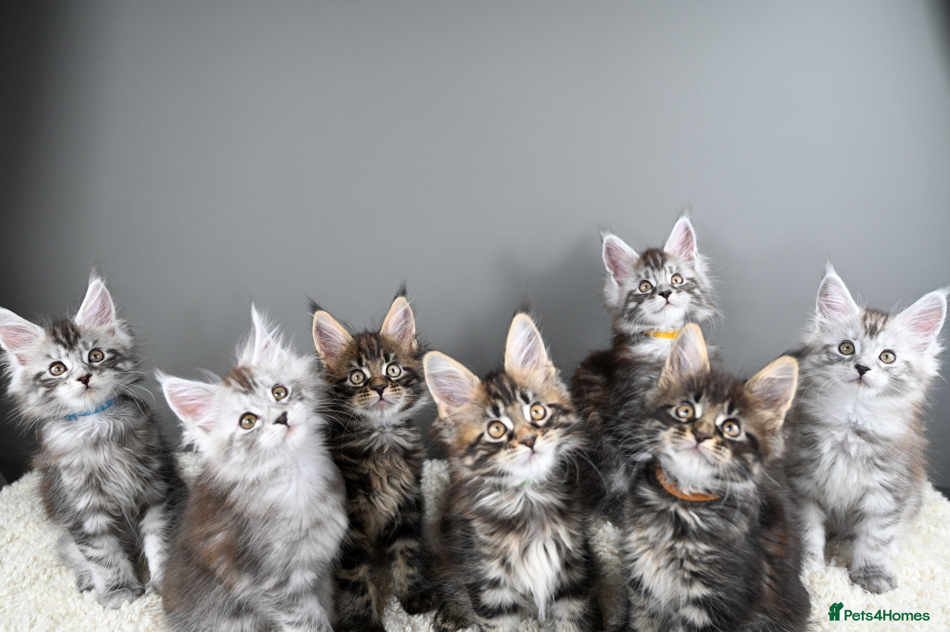 Maine Coon cats 🥇Expectional Kittens🧬 Russian Genetics-Tica Reg - Advert 2