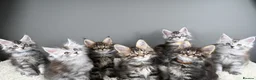 Maine Coon cats for sale: Black Smoke undercoat kittens  - Advert 37