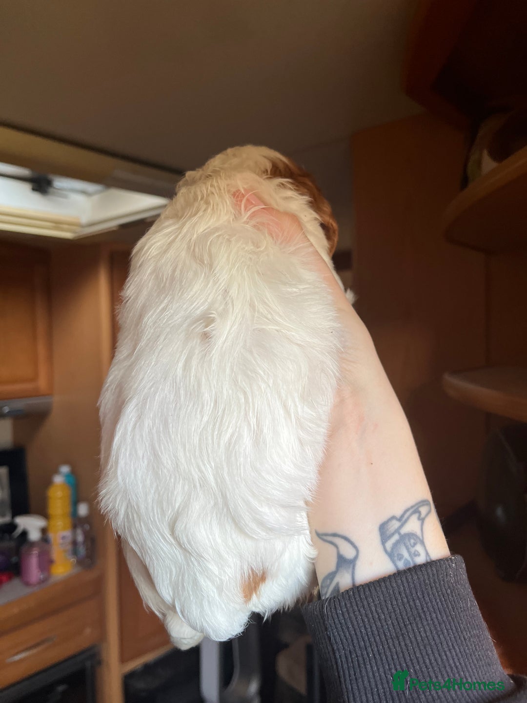 Cavapoo dogs for sale: *READY TO GO* beautiful cavapoo boy - Advert 4