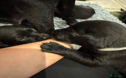 Labrador Retriever dogs for sale: KC Reg Health Tested Working Labradors - Image 30