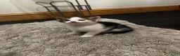 Mixed Breed cats for sale: 4 Lovely kittens  in Accrington - Advert 5