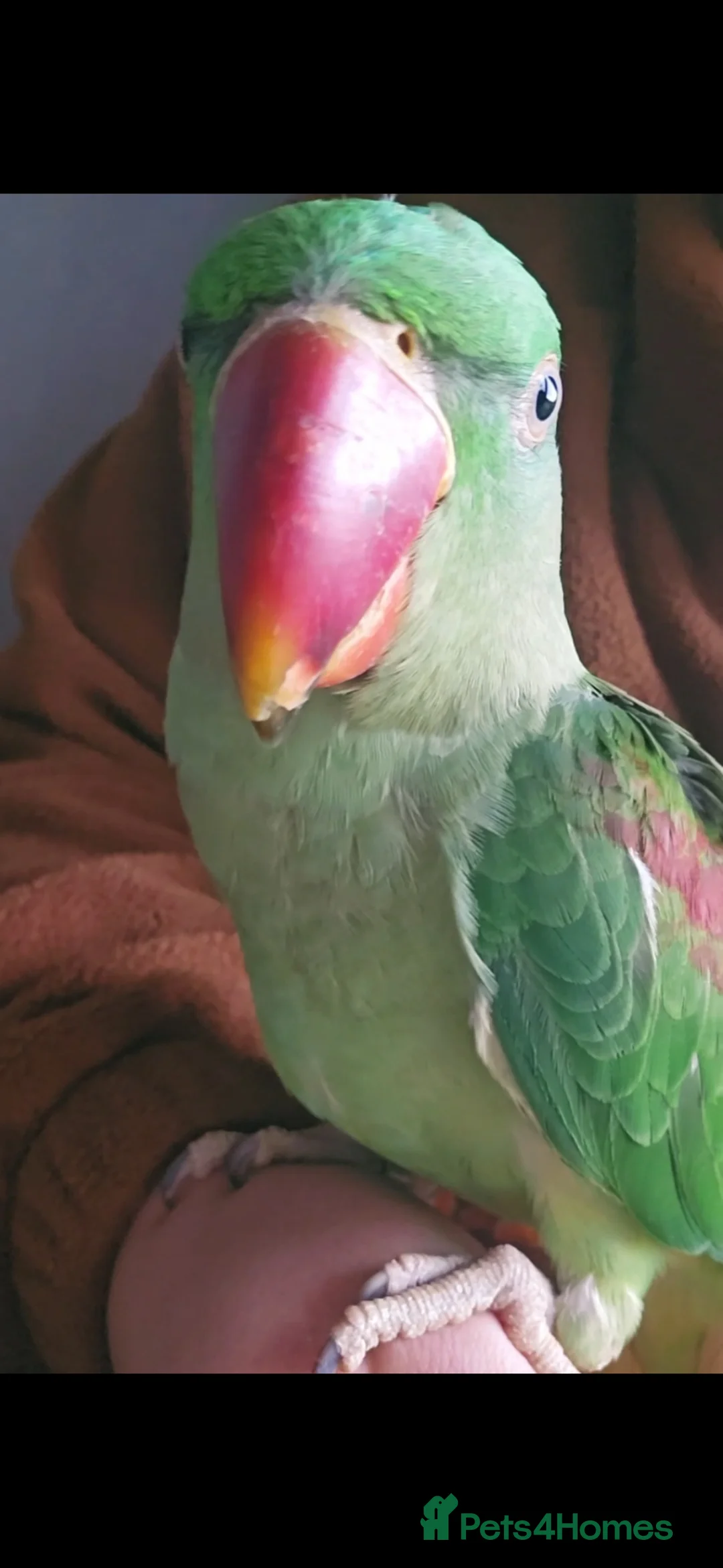 Parakeets birds for sale: Alexandrine parrot - Advert 1