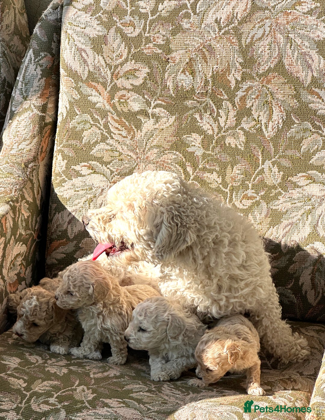 Maltipoo dogs for sale: Maltipoo mini boys and girls - Image 14