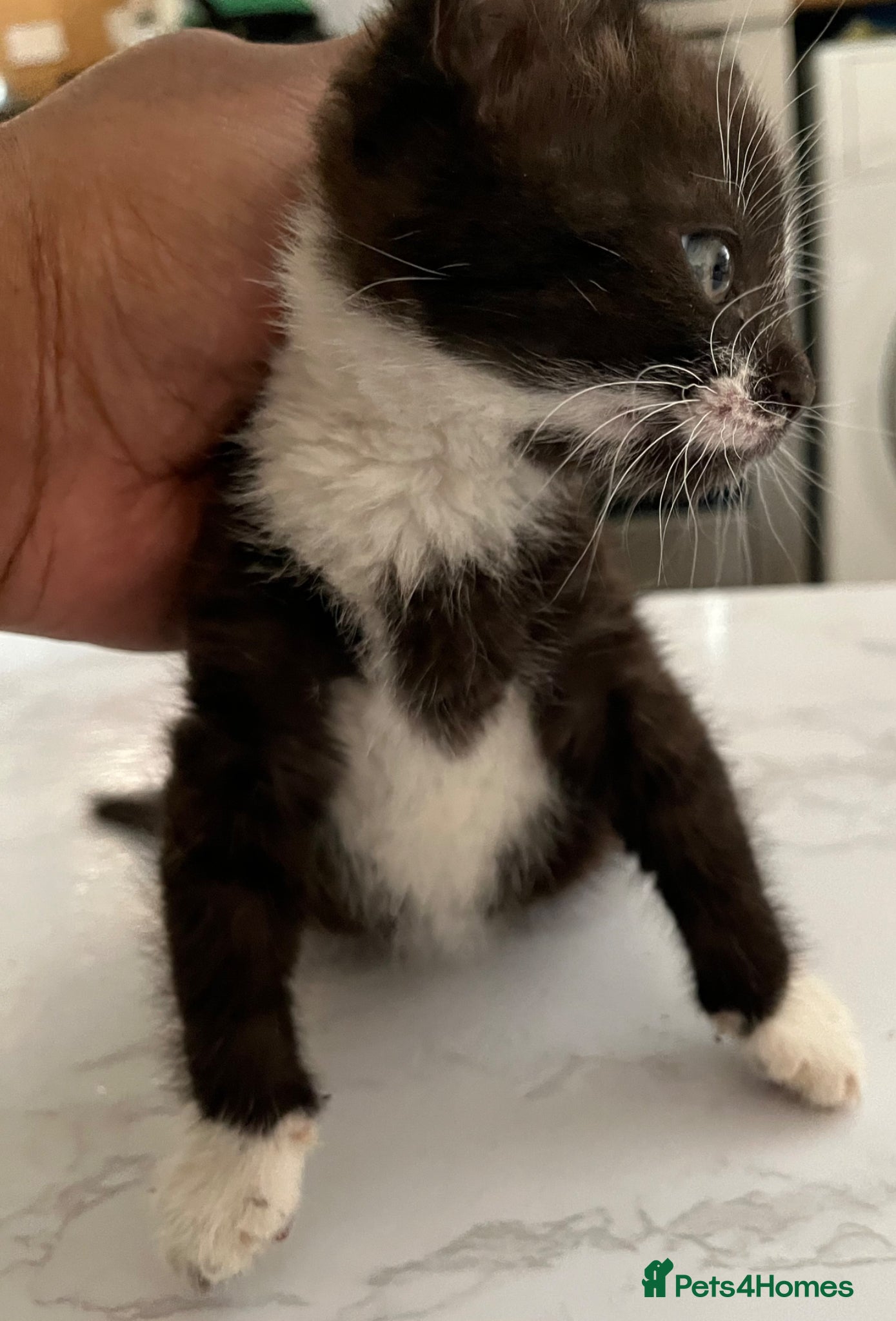 Mixed Breed cats for sale: 3 beautiful kittens for sale  - Advert 13