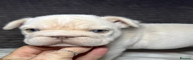French Bulldog 2 