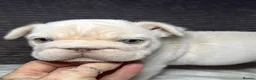 French Bulldog dogs for sale: French bulldog puppies Ready Now! - Advert 35