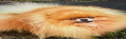 Pomeranian dogs for sale: Stunning Pomeranian Puppies for sale  in Billingshurst - Advert 6