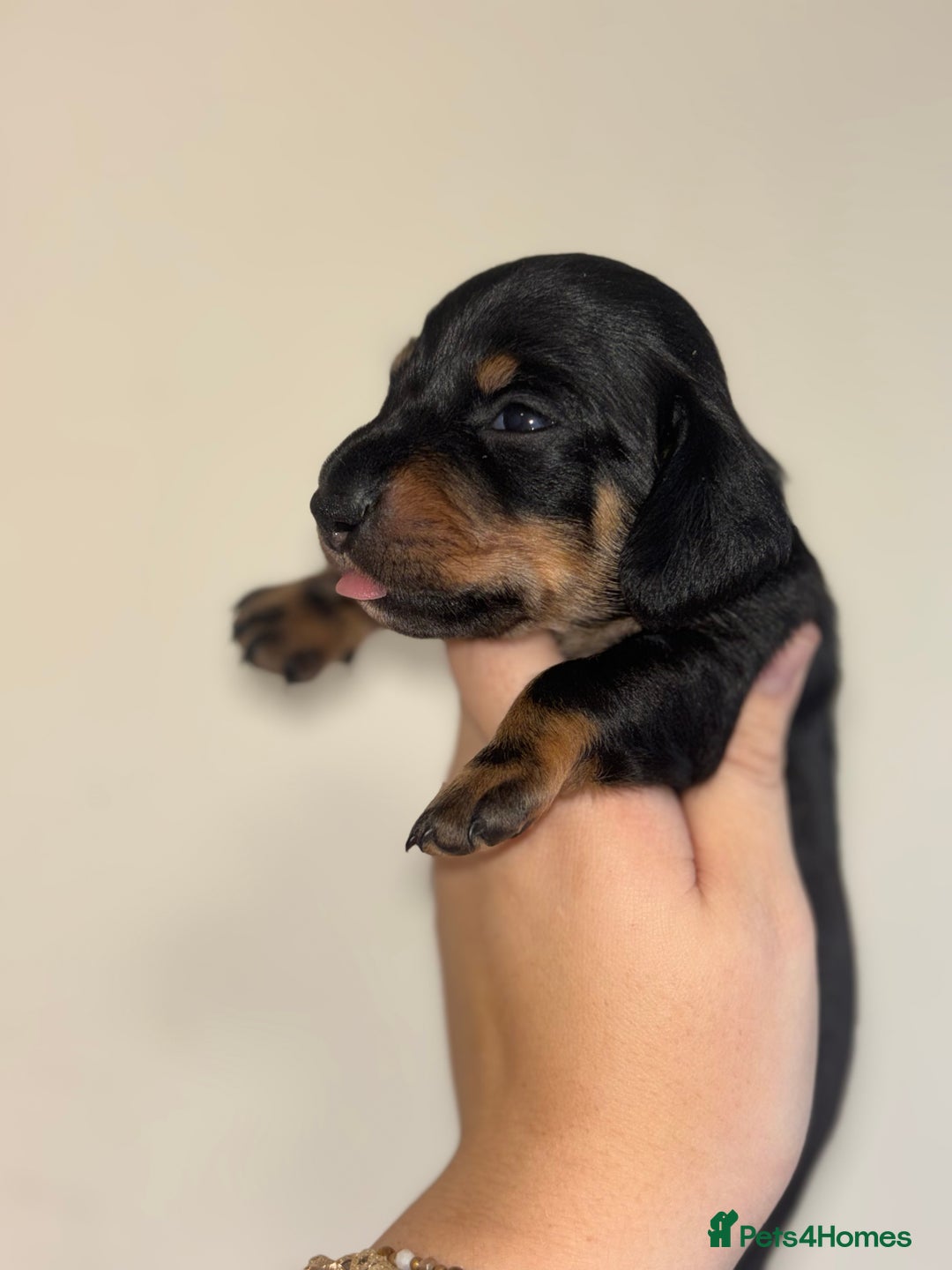 Miniature Dachshund dogs for sale: MINIATURE DACHSHUNDS - Advert 15