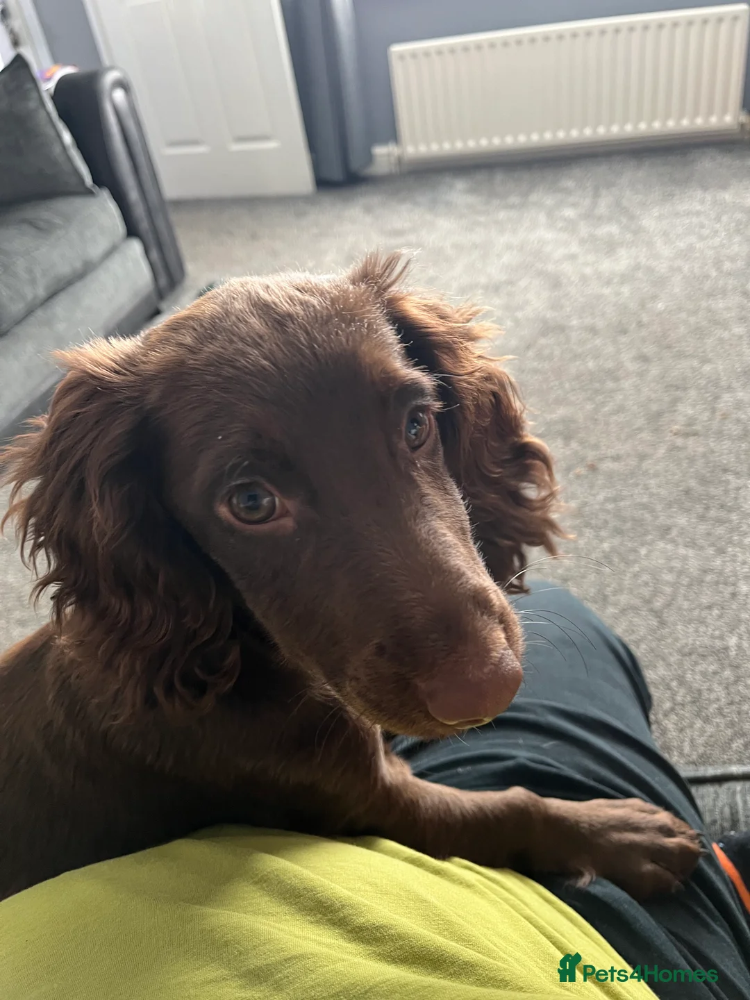 Cocker Spaniel dogs for sale: Cocker Spaniel - Advert 3