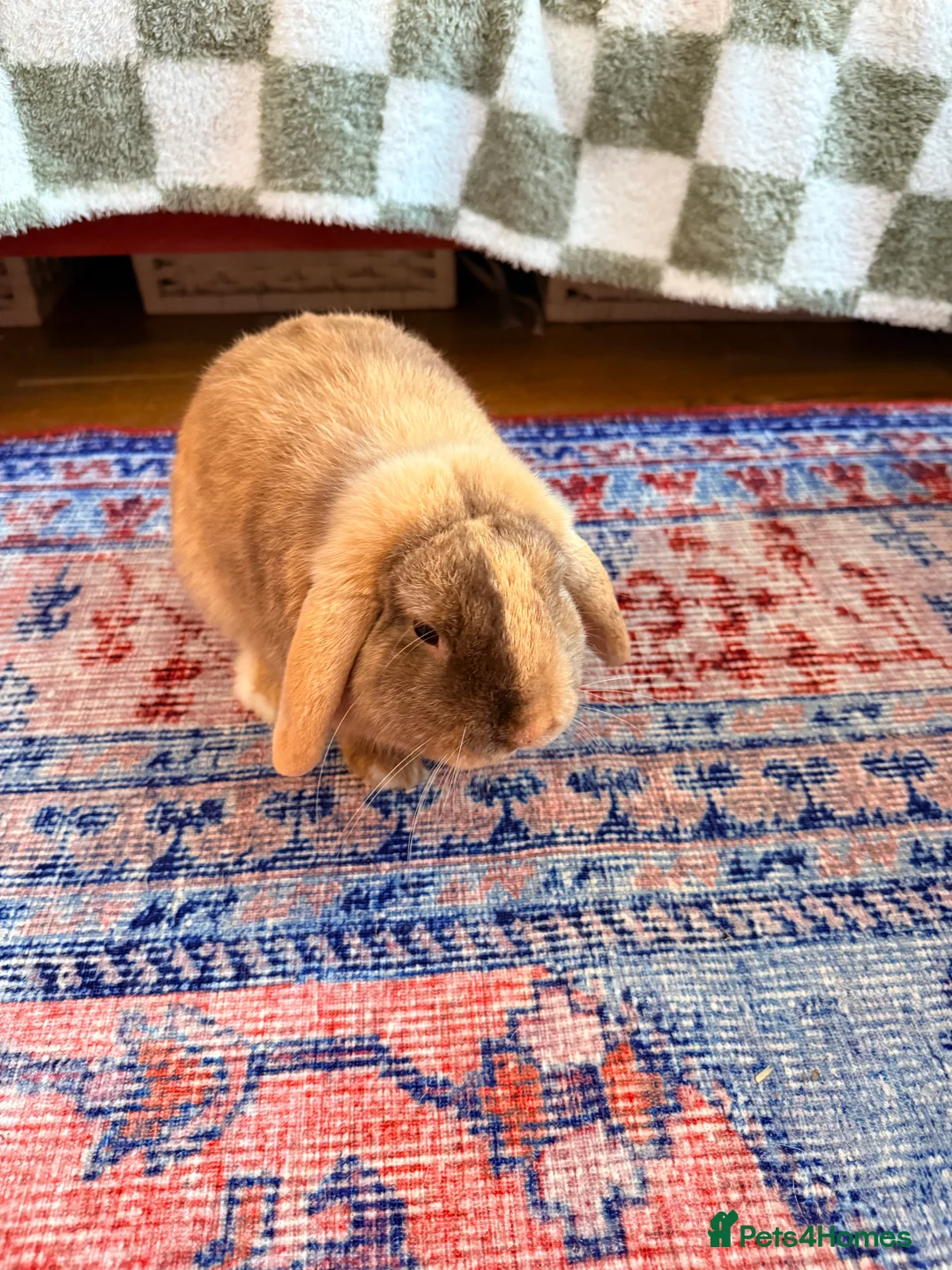 Dwarf Lop rabbits for sale: Two dwarf lop females  - Advert 4