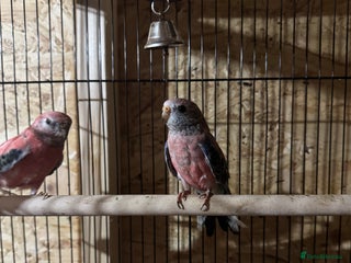 Parakeets birds Rosa bourks males DNA - Advert 2