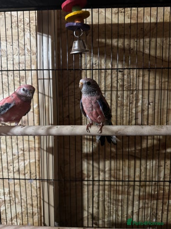 Parakeets birds - Advert 5