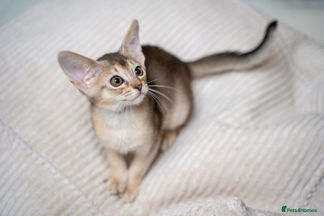 Abyssinian cats for sale: SILVER ABYSSINIAN-Winston-Rare and Exceptional  - Advert 25