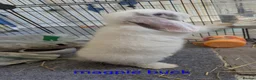 Mini Lop rabbits for sale: Pure bred minilops - Advert 13