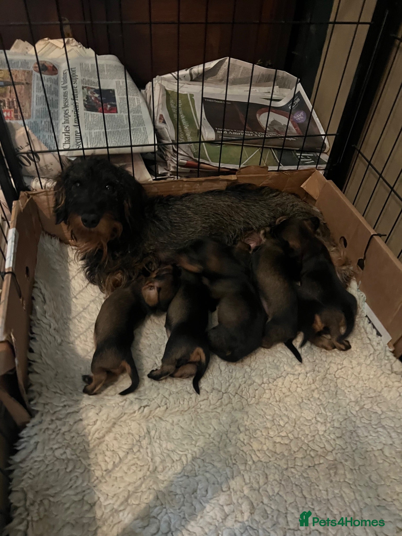 Miniature Dachshund dogs Miniature wirehaired dachshund puppies (Teckels) - Advert 13