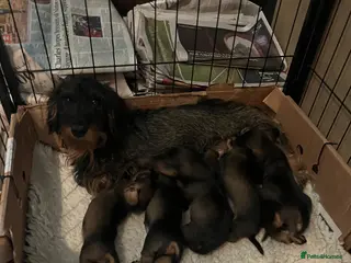 Miniature Dachshund dogs Miniature wirehaired dachshund puppies (Teckels) - Advert 6