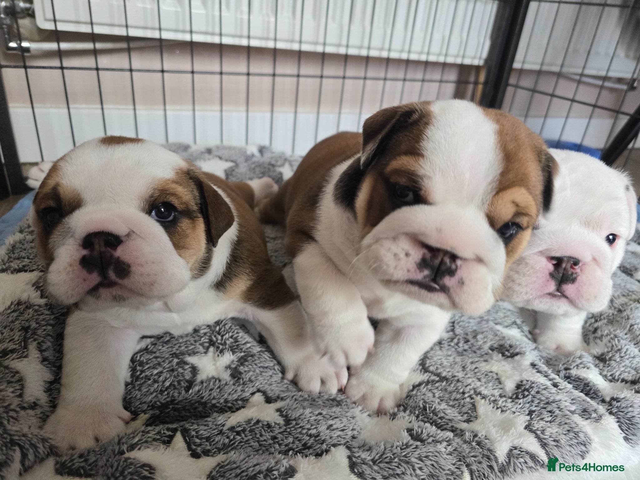 English Bulldog dogs 🐶 🔥KC registered English bulldog puppies✨️🔥 - Advert 1