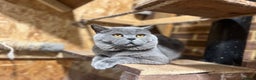 British Shorthair cats for sale: British Shorthair Boy  - Advert 1