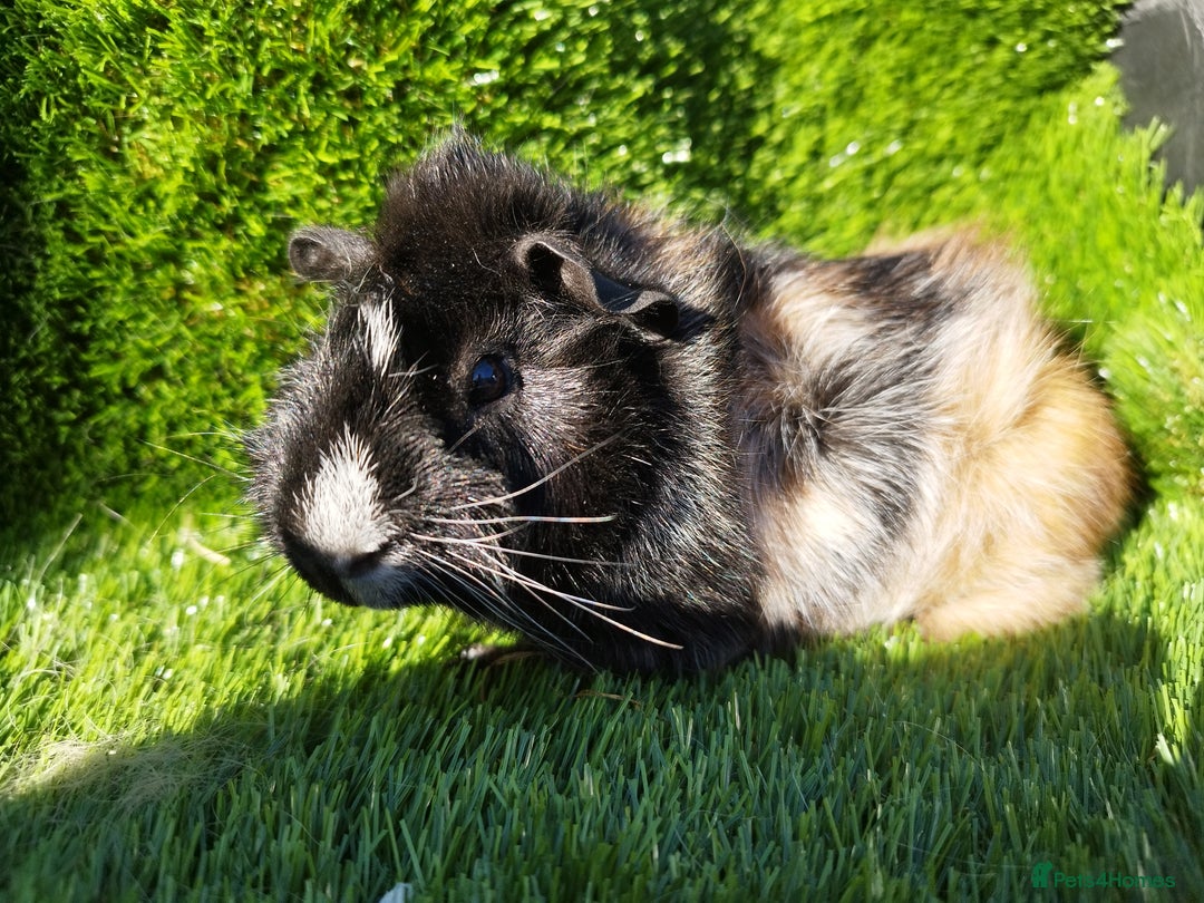 Guinea Pig rodents for sale:  4 BOYS all young babies  - Image 6