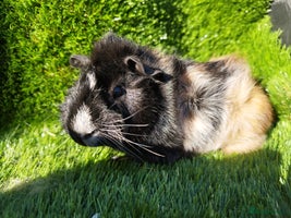 Guinea Pig rodents - Advert 1