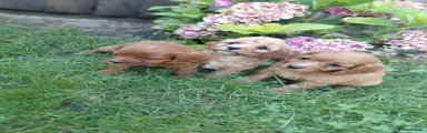 Cavapoo 2