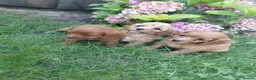Cavapoo dogs for sale: Stunning f1 cavapoos - Advert 4