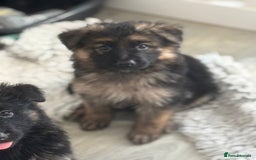 German Shepherd dogs for sale: Stunning long haired chunky German Shepard pups.  - Image 1