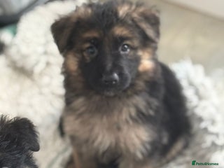 German Shepherd dogs - Advert 6