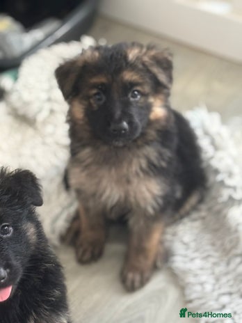 German Shepherd dogs - Advert 2