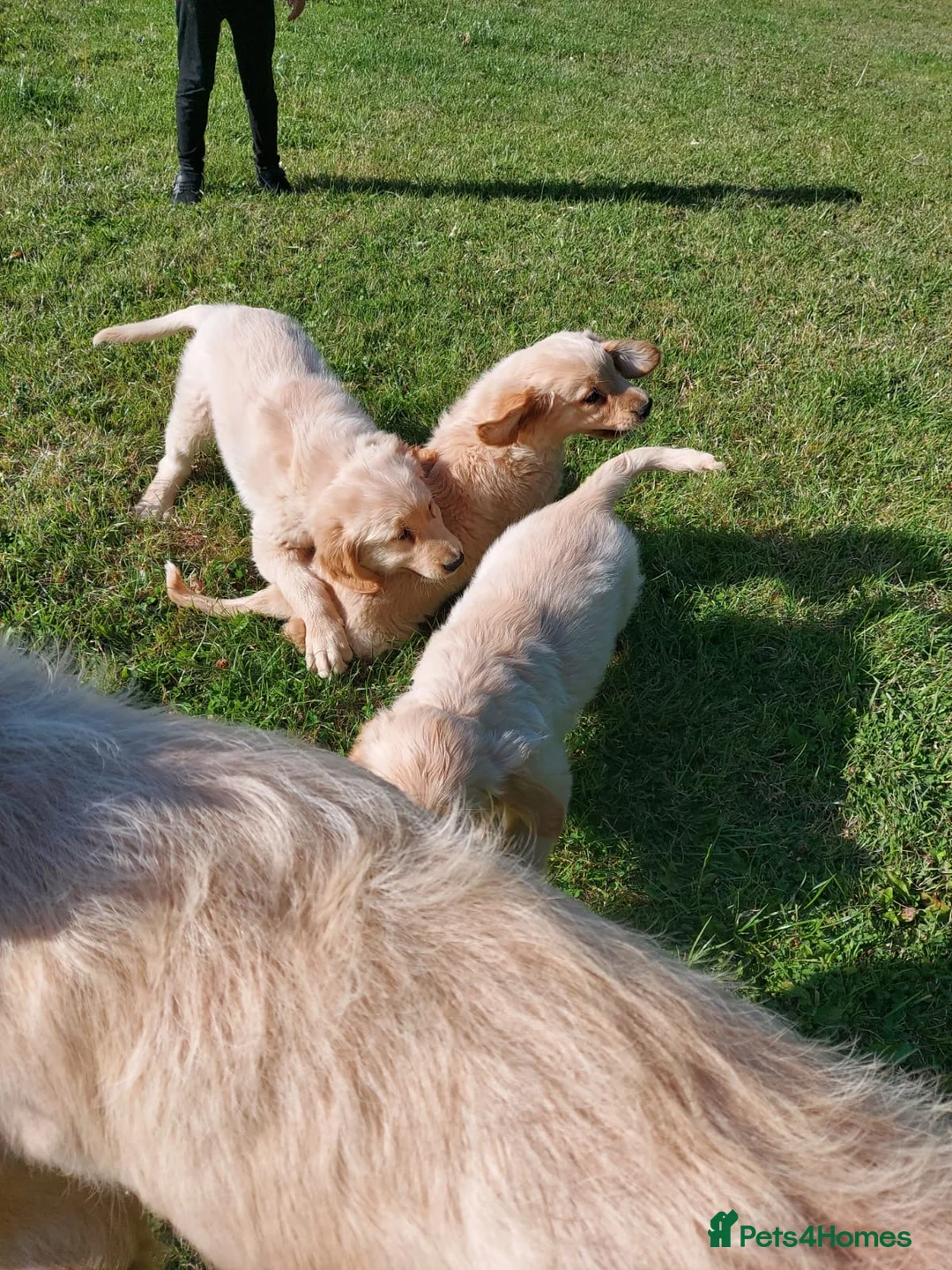 Golden Retriever dogs for sale: 9 stunning golden retriever puppies  - Advert 2