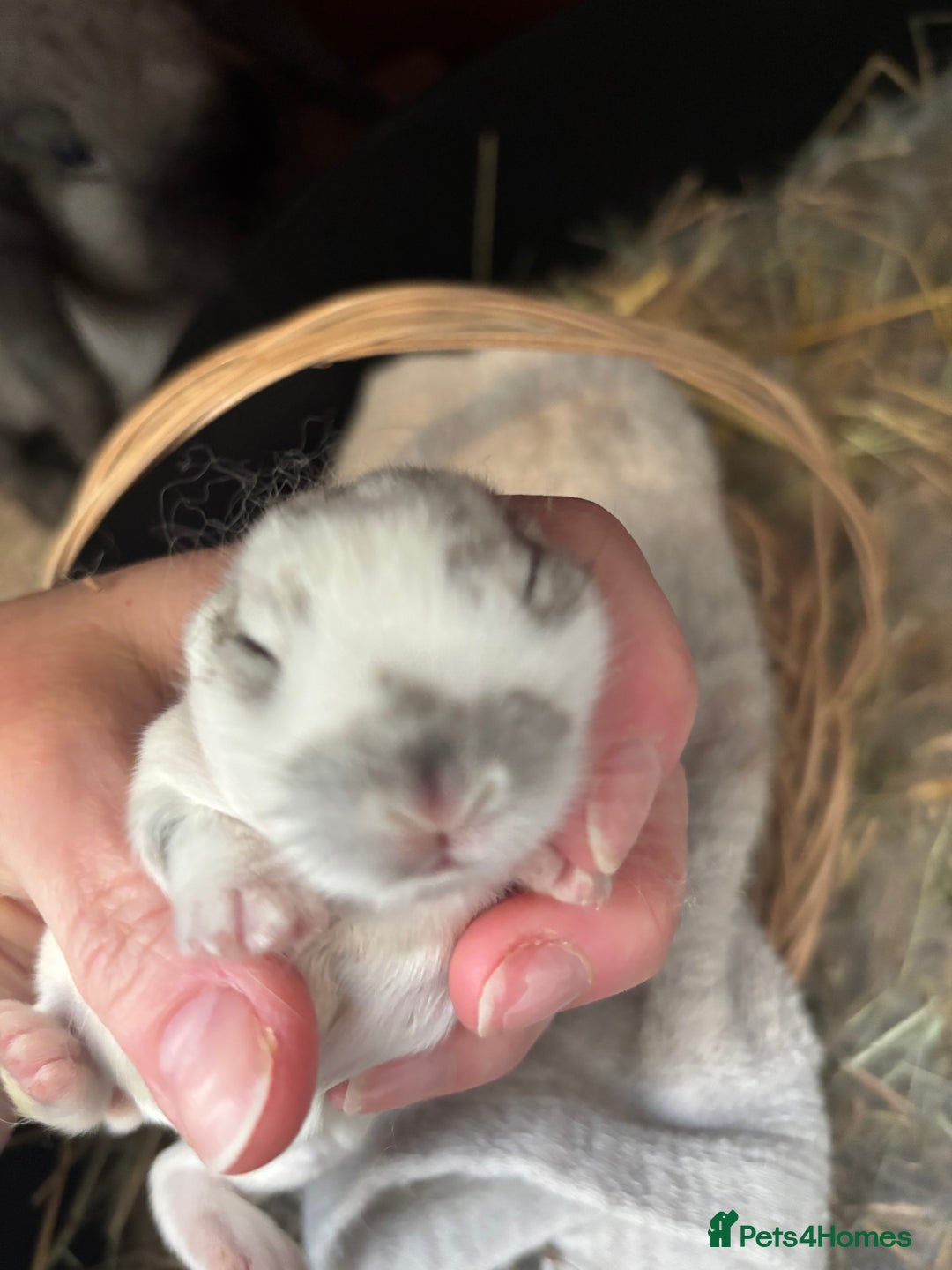 Mini Lop rabbits for sale: Mini Lop Butterfly new born bunnies  - Advert 31
