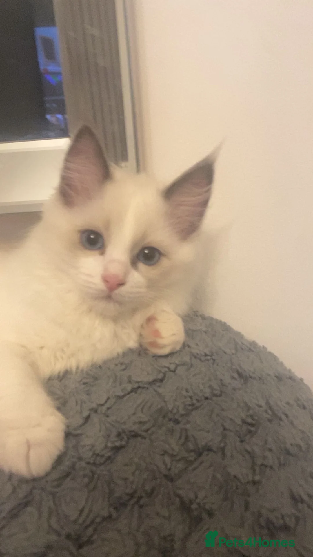 Ragdoll cats for sale: White Female Ragdoll for sale - Advert 2