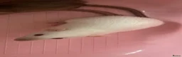 Rat rodents for sale: Beautiful baby rats for 5* homes only  - Advert 2