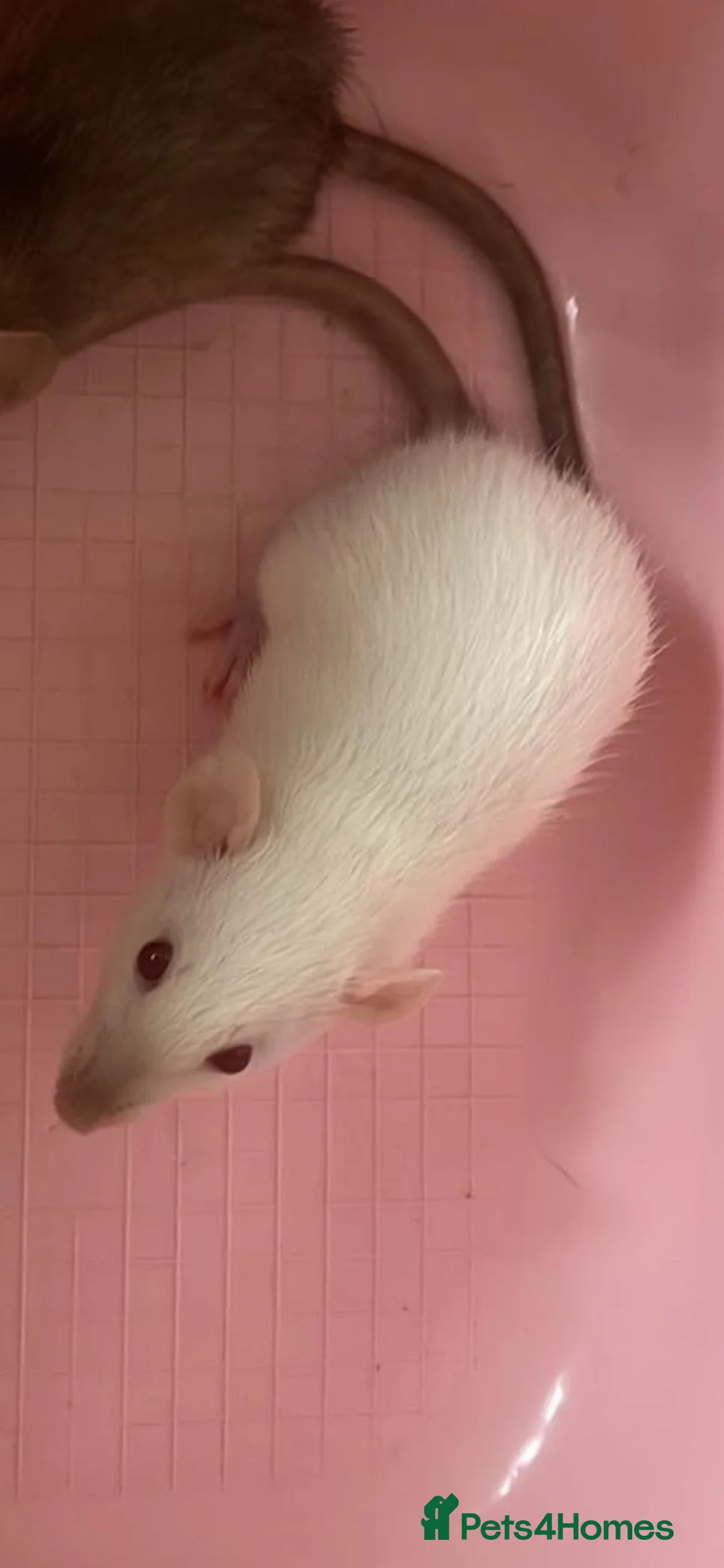 Rat rodents for sale: Beautiful baby rats for 5* homes only  - Advert 2