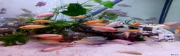 Cichlids fish for sale: African cichlids  - Advert 6