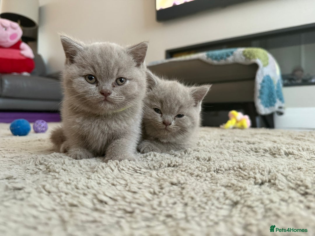 British Shorthair cats for sale: GCCF British Shorthair Kittens  excellent pedigree - Image 6