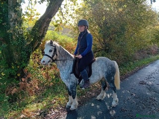 Welsh Section A horses - Advert 25