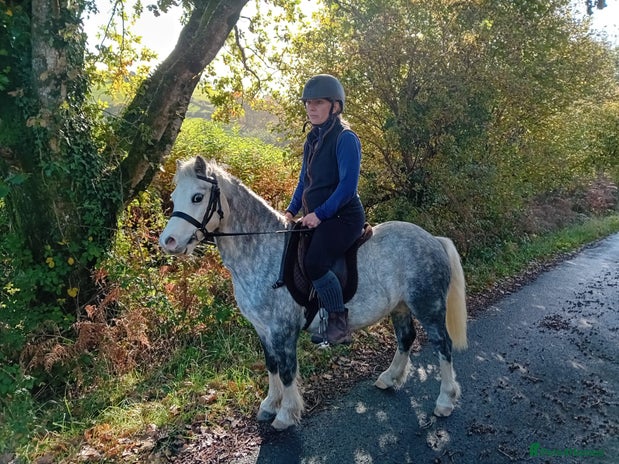 Welsh Section A horses - Advert 2