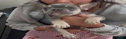French Bulldog dogs for sale: Beautiful litter of French bulldogs  - Advert 9