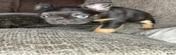 French Bulldog dogs for sale: Fluffy French Bulldog Puppies  - Advert 9