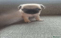 Pug dogs for sale: Beautiful pugs puppies - Image 10
