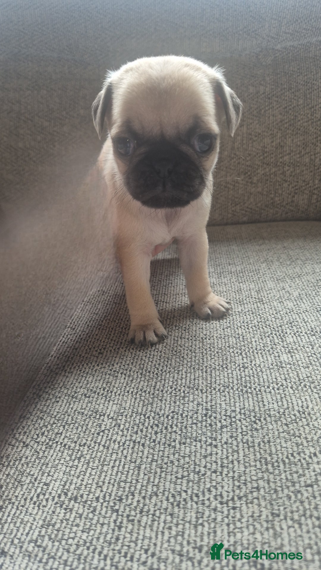 Pug dogs for sale: Beautiful pugs puppies - Image 10