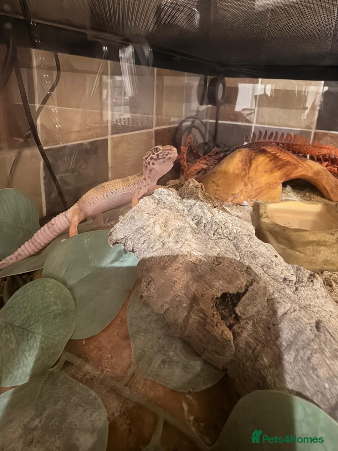 Leopard Gecko reptiles for sale: Leopard Gecko  - Advert 1