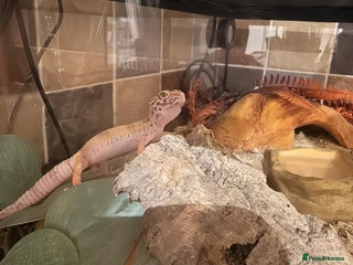 Leopard Gecko reptiles Leopard Gecko - Advert 1