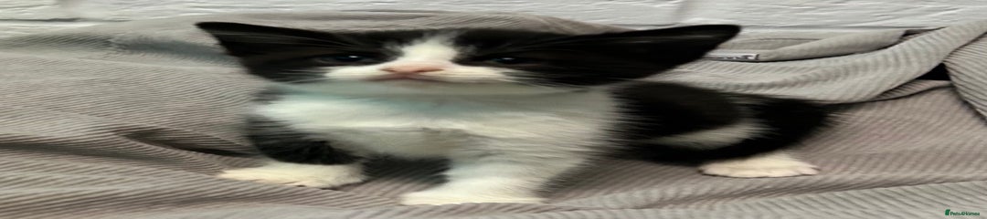Mixed Breed Kitten 1