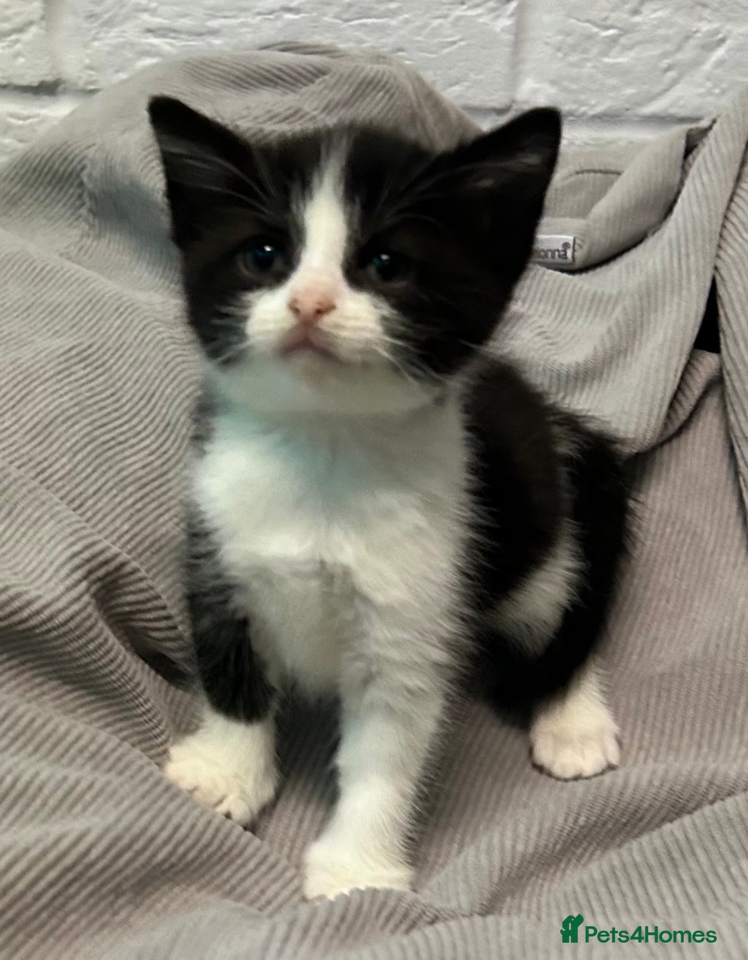 Mixed Breed cats for sale: READY TO GO 🫶 Three beautiful kittens left 🫶 - Image 5