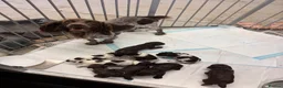 Sprocker dogs for sale: Sprocker spaniel puppies - Advert 10